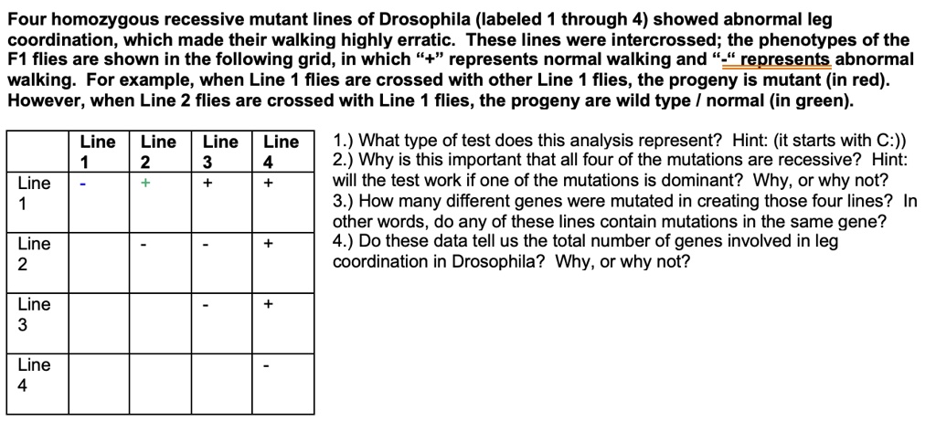Four homozygous recessive mutant lines of Drosophila (labeled 1 through 4) showed abnormal leg coordination, which made their walking highly erratic. These lines were intercrossed; the phenotypes of the F1 flies are shown in the following grid, in which "+" represents normal walking and "-" represents abnormal walking. For example, when Line 1 flies are crossed with other Line 1 flies, the progeny is mutant (in red). However, when Line 2 flies are crossed with Line 1 flies, the progeny are wild type / normal (in green).

| | Line 1 | Line 2 | Line 3 | Line 4 |
| :— | :— | :— | :— | :— |
| Line 1 | - | + | + | + |
| Line 2 | | - | - | + |
| Line 3 | | | - | + |
| Line 4 | | | | - |

1.) What type of test does this analysis represent? Hint: (it starts with C:))
2.) Why is this important that all four of the mutations are recessive? Hint: will the test work if one of the mutations is dominant? Why, or why not?
3.) How many different genes were mutated in creating those four lines? In other words, do any of these lines contain mutations in the same gene?
4.) Do these data tell us the total number of genes involved in leg coordination in Drosophila? Why, or why not?