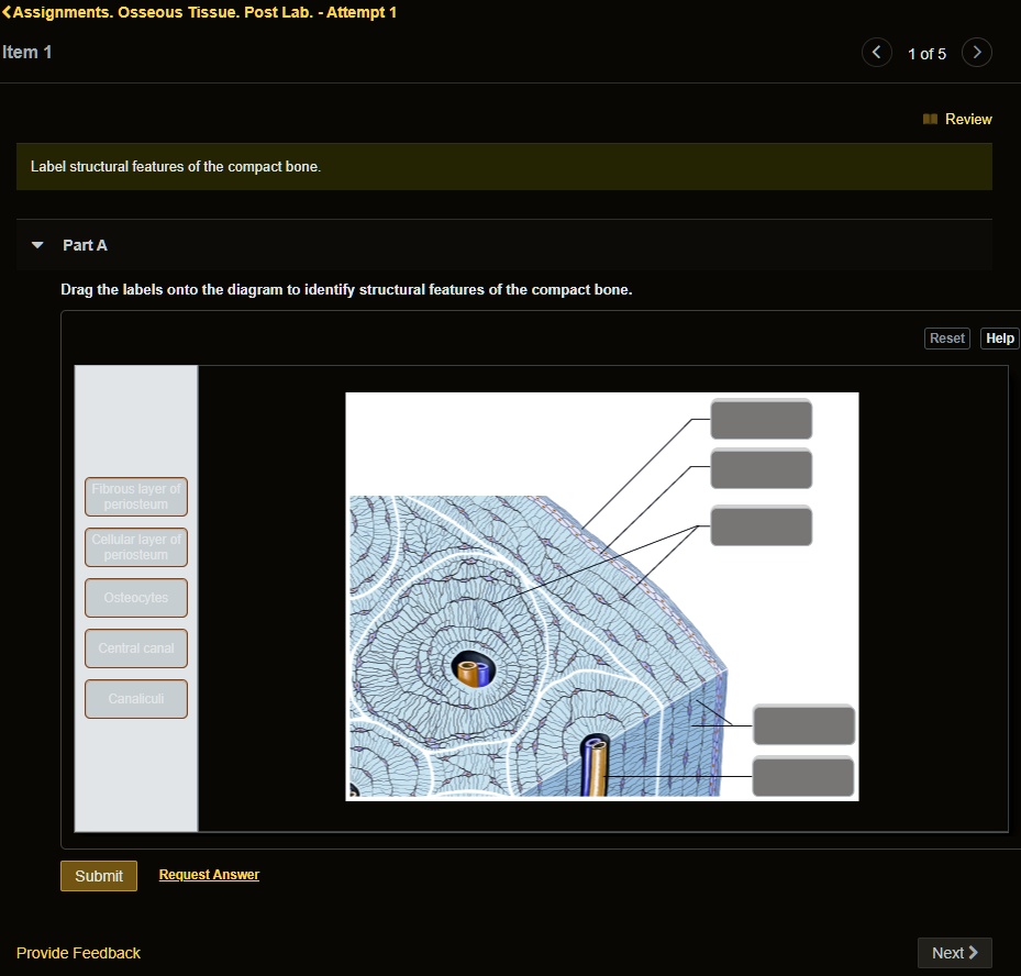 SOLVED Osseous Tissue