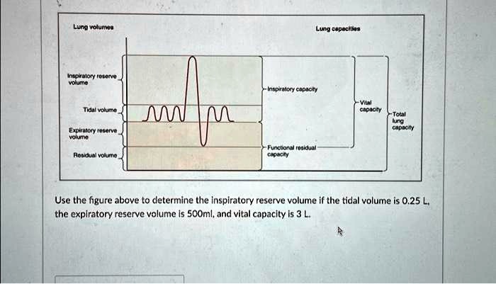 Lung volumes Inspiratory reserve volume Tidal volume Expiratory reserve ...