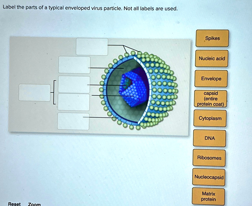 Label the parts of a typical enveloped virus particle. Not all labels ...