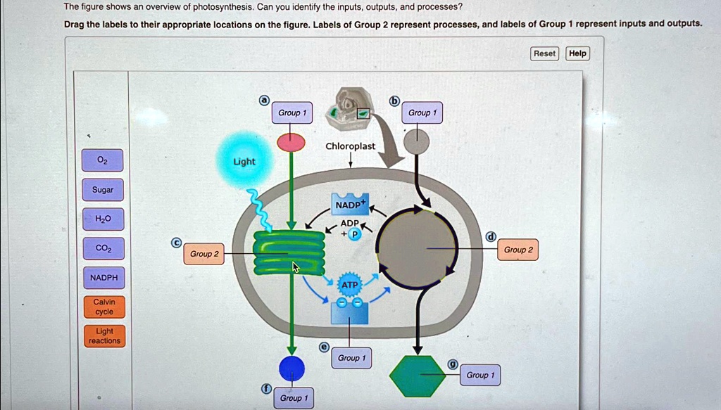 SOLVED: The figure shows an overview of photosynthesis. Can you ...