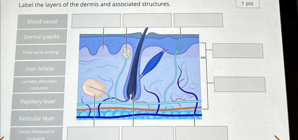 Label the layers of the dermis and associated structures: 1. Blood ...