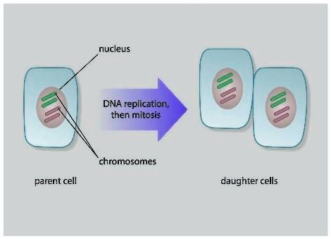 SOLVED: 'Which type of cell is shown in the figure? (1 point) polyploid ...