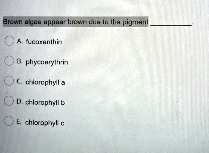 Brown algae appear brown due to the pigment .
A. fucoxanthin
B. phycoerythrin
C. chlorophyll a
D. chlorophyll b
E. chlorophyll c