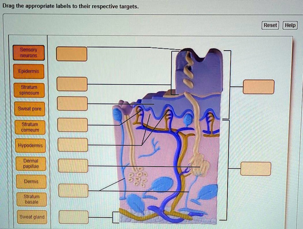 SOLVED: Drag the appropriate labels to their respective targets. Reset ...