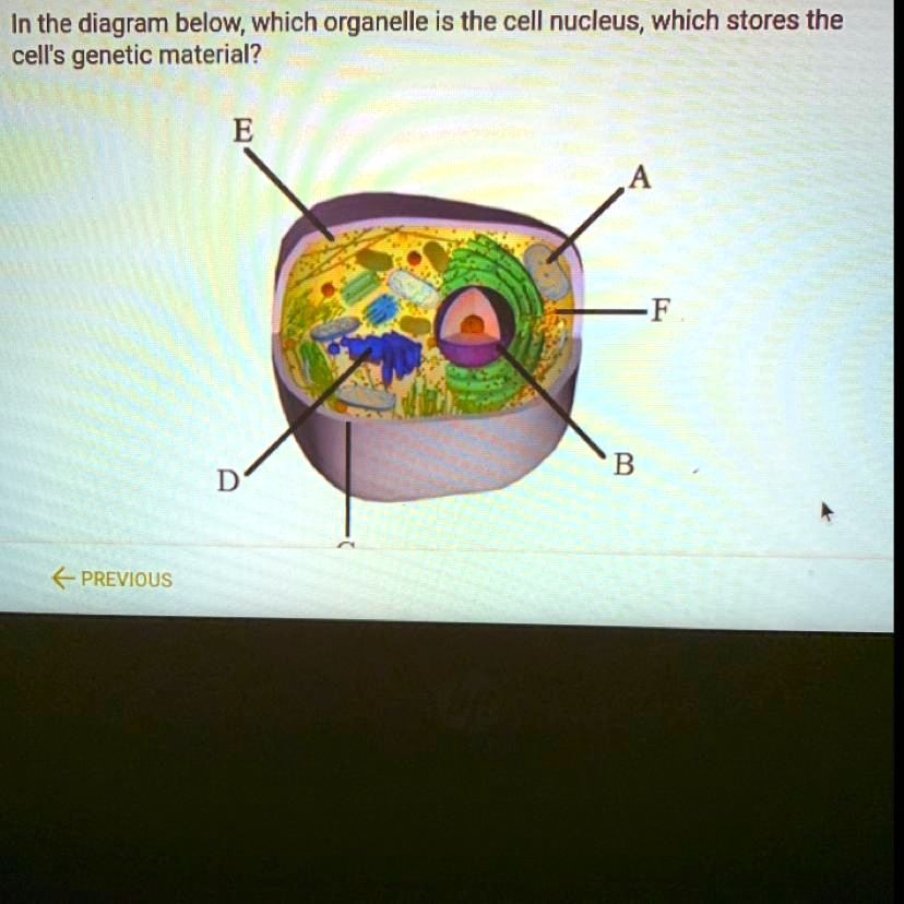[GET ANSWER] In the diagram below, which organelle is the cell nucleus ...