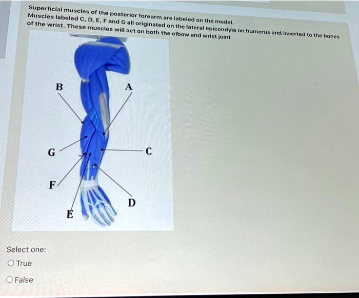 SOLVED: Superficial muscles of the posterior forearm are labeled on the