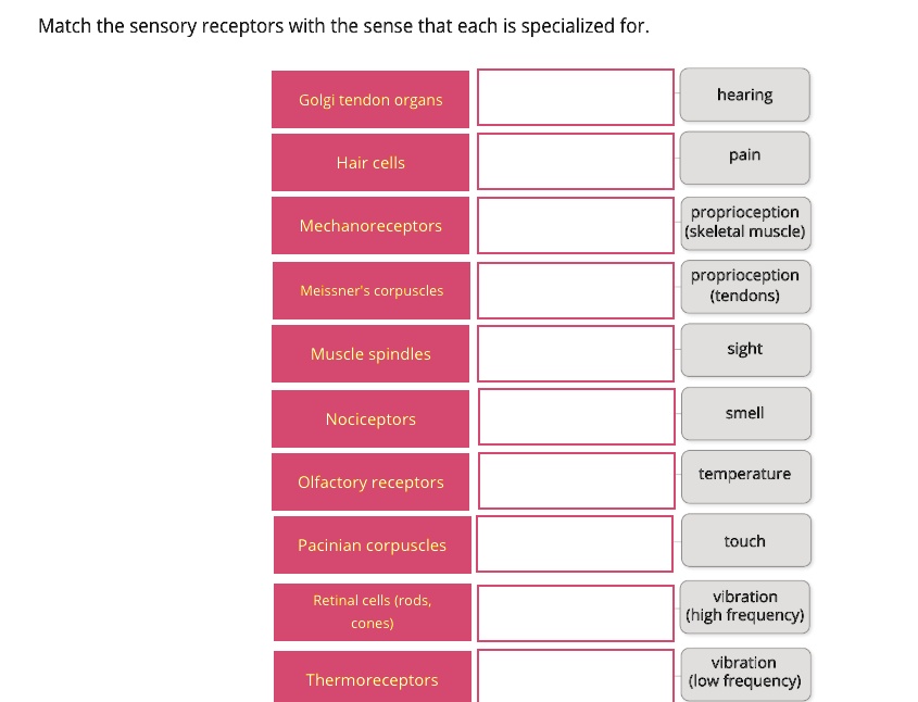 Match the sensory receptors with the sense that each is specialized for.
Golgi tendon organs
Hair cells
Mechanoreceptors
Meissner's corpuscles
Muscle spindles
Nociceptors
Olfactory receptors
Pacinian corpuscles
Retinal cells (rods, cones)
Thermoreceptors
hearing
pain
proprioception
(skeletal muscle)
proprioception
(tendons)
sight
smell
temperature
touch
vibration
(high frequency)
vibration
(low frequency)