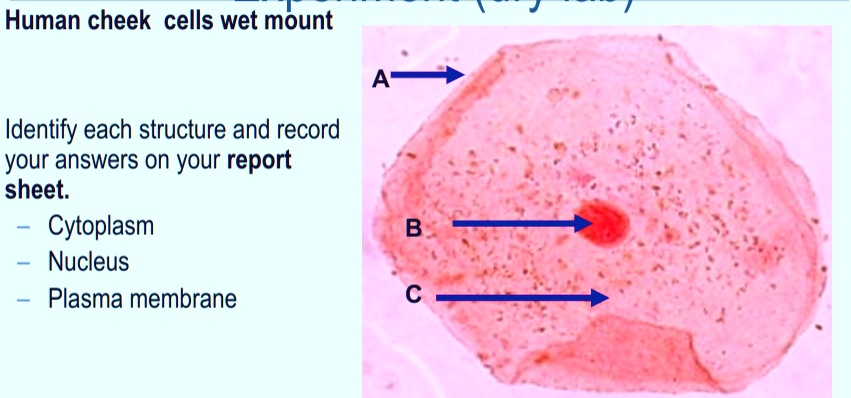 Human cheek cells wet mount AS Identify each structure and record your ...