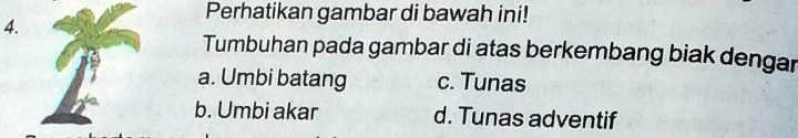 Tumbuhan Pada Gambar Di Bawah Ini Berkembang Biak Dengan Cara