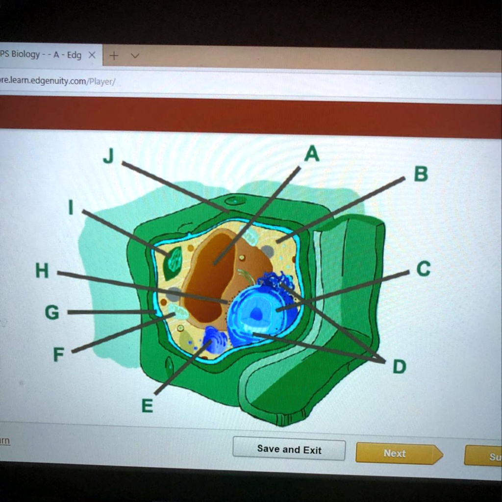 SOLVED Consider this plant cell. Which organelle is labeled E? PS