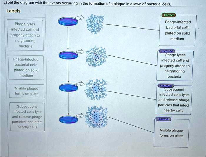 SOLVED Label the diagram with the events occurring in the formation of