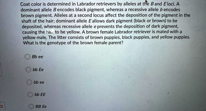 SOLVED: Coat Color Is Determined In Labrador Retrievers By Alleles At ...