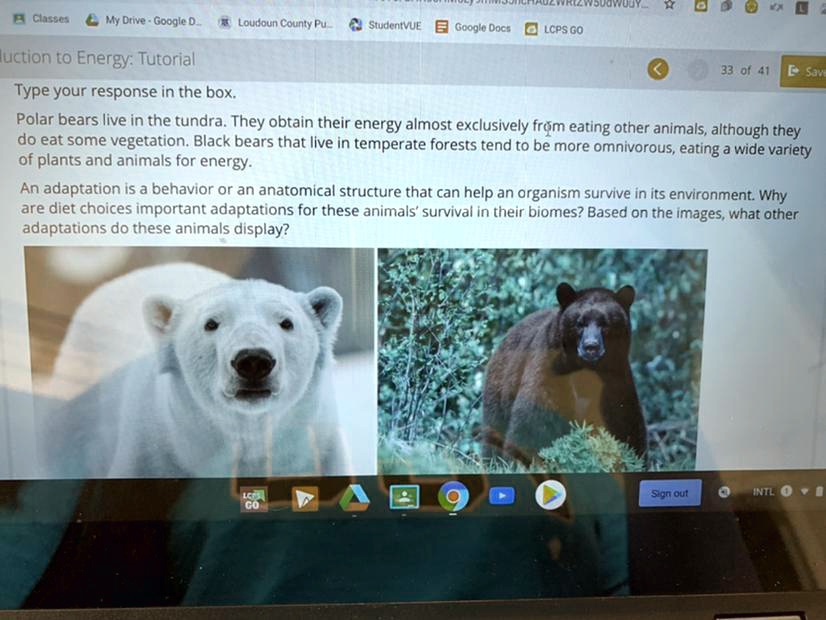 SOLVED: Based on the images, what other adaptations do these animals  display? Classets My Drive Google 0 Loudoun County Pu StudentVUE Geoglo  Doca LcPs G0 Introduction to Energy: Tutorial 33 of Type
