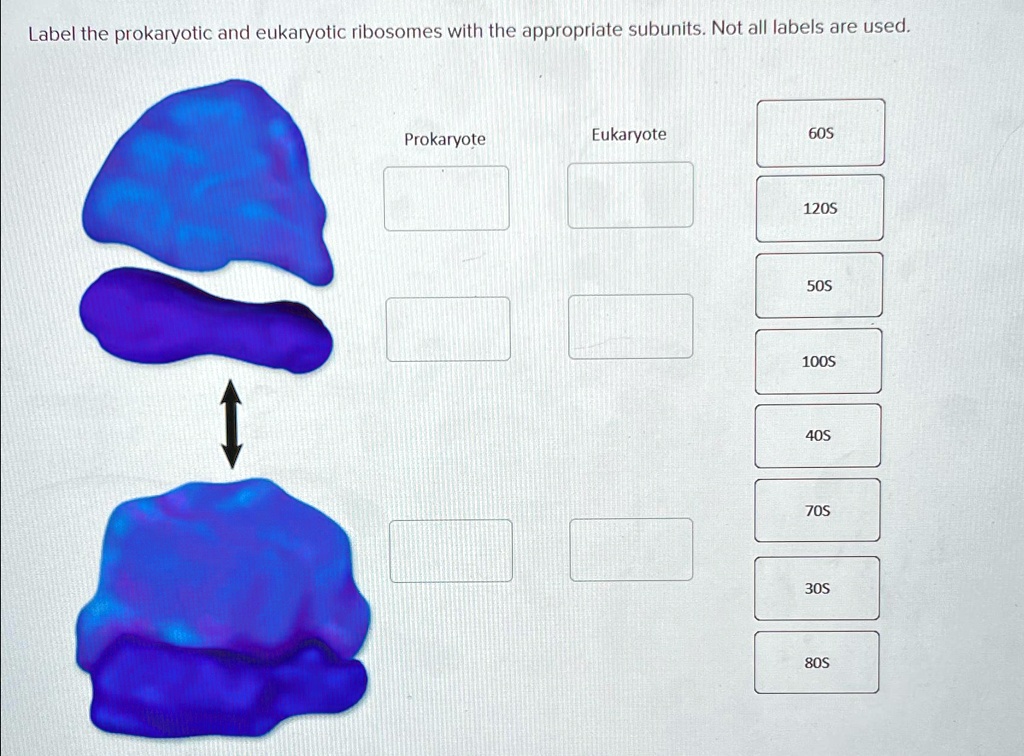SOLVED: Label the prokaryotic and eukaryotic ribosomes with the ...