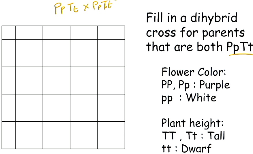SOLVED Text Re Tu * CeTt Fill in a dihybrid cross for parents that