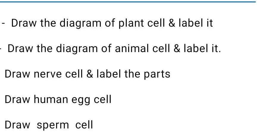 draw and label the structure of the plant and animal cell