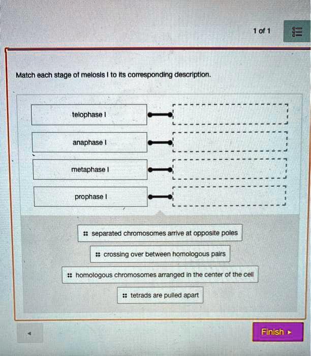 SOLVED: Match each stage of meiosis to its corresponding description ...