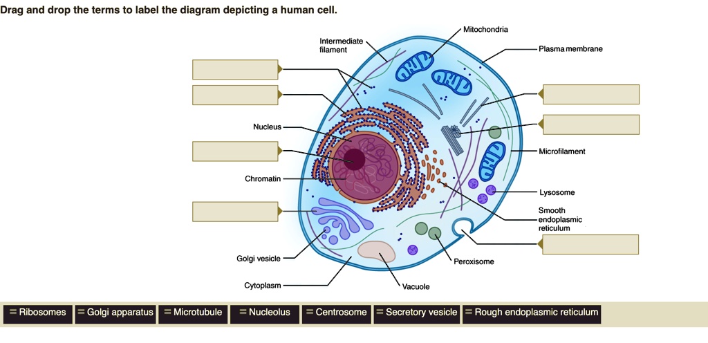 Drag and drop the terms to label the diagram depicting a human cell ...