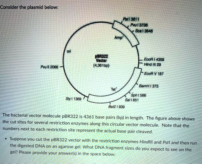 Consider the plasmid below:

Pst I 3611
Pvu I 3736
Sca I 3846
Amp

ori
pBR322 Vector (4,361bp)
EcoR I 4359
Hind III 29
EcoR V 187

Pvu II 2066

Tet
BamH I 375
Sph I 566
Sal I 651
Sty I 1369
BstZ I 939

The bacterial vector molecule pBR322 is 4361 base pairs (bp) in length. The figure above shows the cut sites for several restriction enzymes along this circular vector molecule. Note that the numbers next to each restriction site represent the actual base pair cleaved.

* Suppose you cut the pBR322 vector with the restriction enzymes HindIII and PstI and then run the digested DNA on an agarose gel. What DNA fragment sizes do you expect to see on the gel? Please provide your answer(s) in the space below: