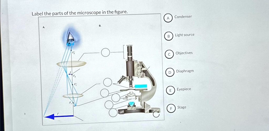 SOLVED Label the parts of the microscope in the figure. Label the parts of the microscope in