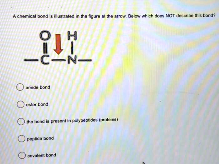 A chemical bond is illustrated in the figure at the arrow. Below which does NOT describe this bond?
amide bond
ester bond
the bond is present in polypeptides (proteins)
peptide bond
covalent bond