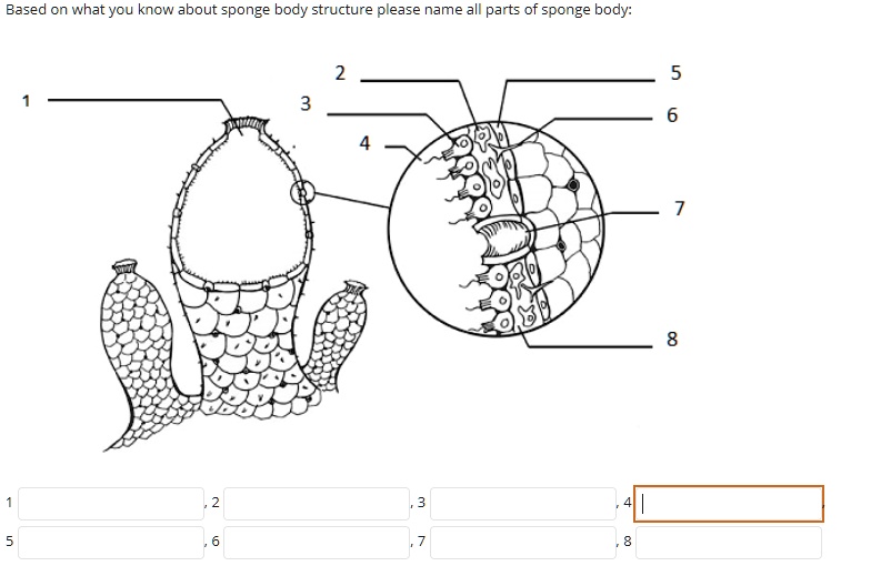 SOLVED Based on what you know about sponge body structure ease name all parts of sponge body