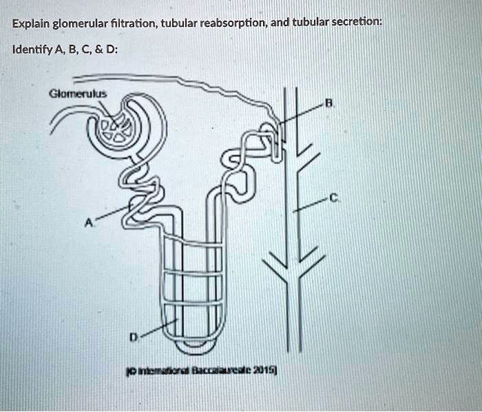 Tubular reabsorption of glucose: Video & Anatomy