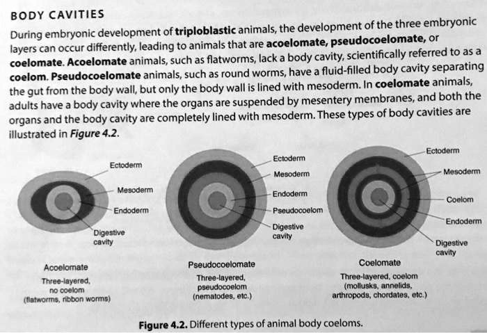 SOLVED: BODY CAVITIES of triploblastic animals, the development of the  three embryonic During embryonic development pseudocoelomate layers can  occur differently, leading to animals that are acoelomate; (acoeloetete  animals,such as flatworms, lack a