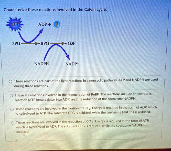 SOLVED: Characterize these reactions involved in the Calvin cycle ADP ...