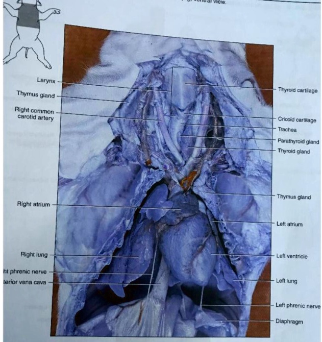 SOLVED 1 Fetal pig dissection shows that pigs have 2 phrenic nerves