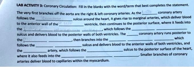 LAB ACTIVITY 3: Coronary Circulation: Fill in the blanks with the word/term that best completes the statement. The very first branches off the aorta are the right     left coronary arteries. As the right coronary artery follows the coronary sulcus around the heart, it gives rise to marginal arteries, which deliver blood to the anterior wall of the right ventricle, then continues to the posterior surface, where it feeds into the posterior interventricular artery, which follows the posterior interventricular sulcus and delivers blood to the posterior walls of both ventricles. The left coronary artery runs posterior to the pulmonary trunk, then branches into the anterior interventricular artery, which follows the anterior interventricular sulcus and delivers blood to the anterior walls of both ventricles, and the circumflex artery, which follows the coronary sulcus to the posterior surface of the heart, where it also feeds into the posterior interventricular artery. Smaller branches of coronary arteries deliver blood to capillaries within the myocardium.