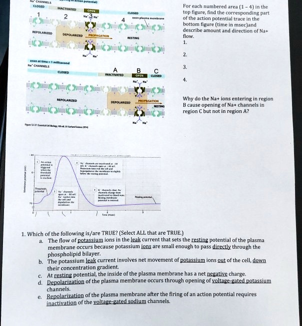 For each numbered area (1 - 4) in the top figure, find the corresponding part of the action potential trace in the bottom figure (time in msec)and describe amount and direction of Na+ flow.
1.
2.
3.
4.
Why do the Na+ ions entering in region B cause opening of Na+ channels in region C but not in region A?
1. Which of the following is/are TRUE? (Select ALL that are TRUE.)
a. The flow of potassium ions in the leak current that sets the resting potential of the plasma membrane occurs because potassium ions are small enough to pass directly through the phospholipid bilayer.
b. The potassium leak current involves net movement of potassium ions out of the cell, down their concentration gradient.
c. At resting potential, the inside of the plasma membrane has a net negative charge.
d. Depolarization of the plasma membrane occurs through opening of voltage-gated potassium channels.
e. Repolarization of the plasma membrane after the firing of an action potential requires inactivation of the voltage-gated sodium channels.