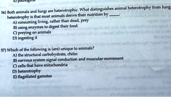 56) Both animals and fungi are heterotrophic. What distinguishes animal heterotrophy from fungal heterotrophy is that most animals derive their nutrition by .
A) consuming living, rather than dead, prey
B) using enzymes to digest their food
C) preying on animals
D) ingesting it

57) Which of the following is (are) unique to animals?
A) the structural carbohydrate, chitin
B) nervous system signal conduction and muscular movement
C) cells that have mitochondria
D) heterotrophy
E) flagellated gametes