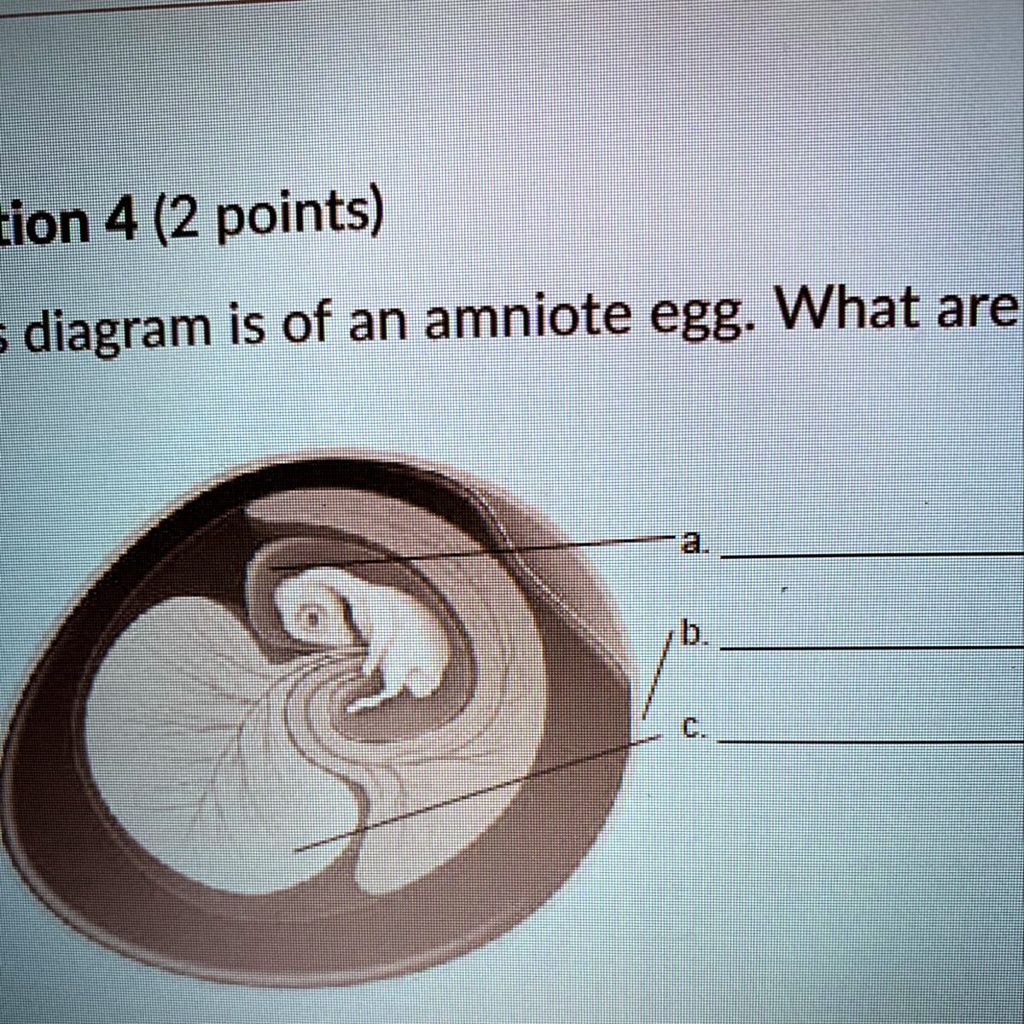 tion 4 (2 points) s diagram is of an amniote egg. What are a. b. c.