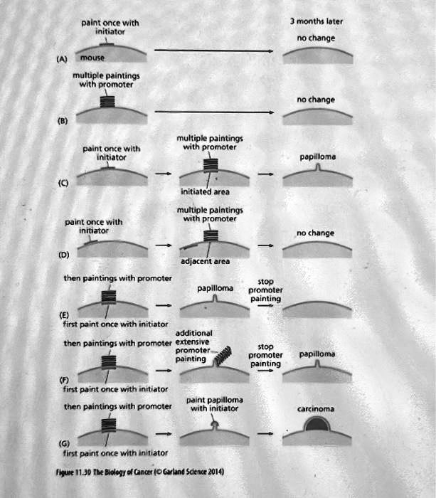 SOLVED Texts Below is a figure depicting initiator DMBA, which is a