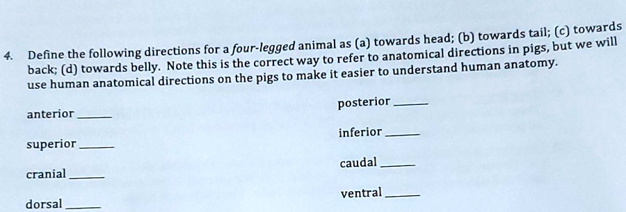 SOLVED: 4. posterior anterior inferior superior caudal cranial ventral ...