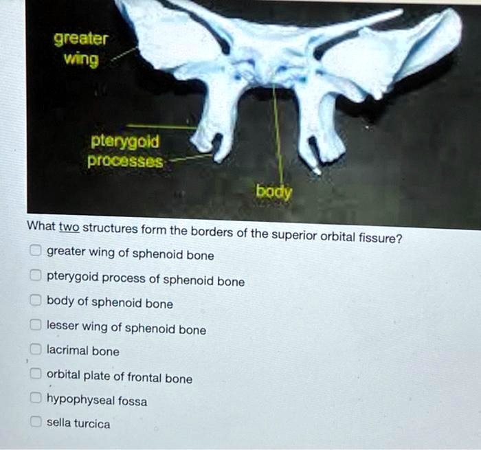 Solved: The Greater Wing Of The Sphenoid Bone And The Pterygoid Process 