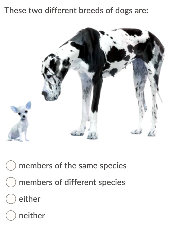 are all dog breeds the same species