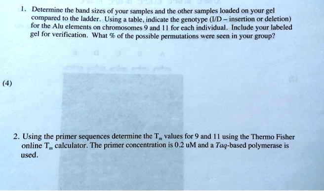 1. Determine the band sizes of your samples and the other samples loaded on your gel compared to the ladder. Using a table, indicate the genotype (I/D - insertion or deletion) for the Alu elements on chromosomes 9 and 11 for each individual. Include your labeled gel for verification. What % of the possible permutations were seen in your group?

2. Using the primer sequences determine the Tm values for 9 and 11 using the Thermo Fisher online Tm calculator. The primer concentration is 0.2 uM and a Taq-based polymerase is used.