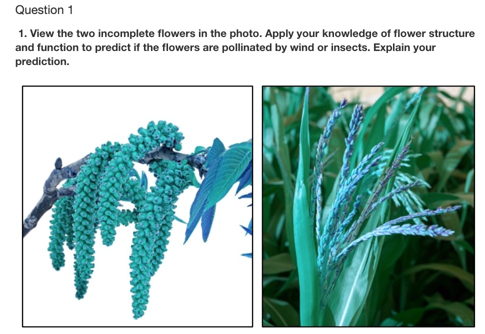 SOLVEDQuestion 1. View the two flowers in the photo. Apply