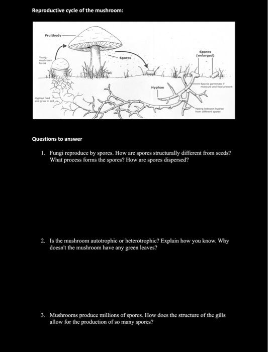 SOLVED Help please Reproductive cycle of the mushroom Questions to
