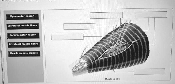 SOLVED: Alpha motor neuron Extrafusal muscle fibers Gamma motor neuron ...