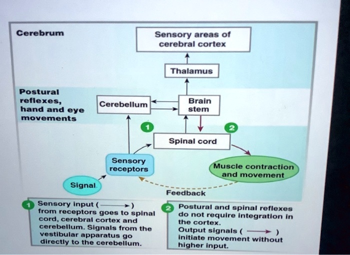 SOLVED: Cerebrum Sensory areas of cerebral cortex Thalamus Postural ...