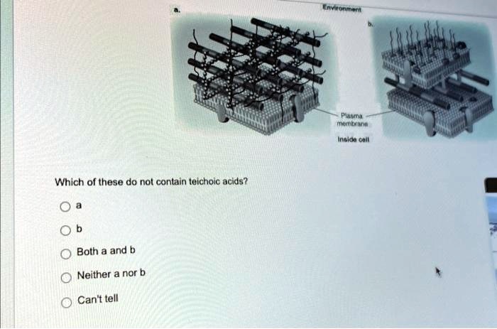 Which of these do not contain teichoic acids?
a
b
Both a and b
Neither a nor b
Can't tell
Environment
Plasma
membrane
Inside cell