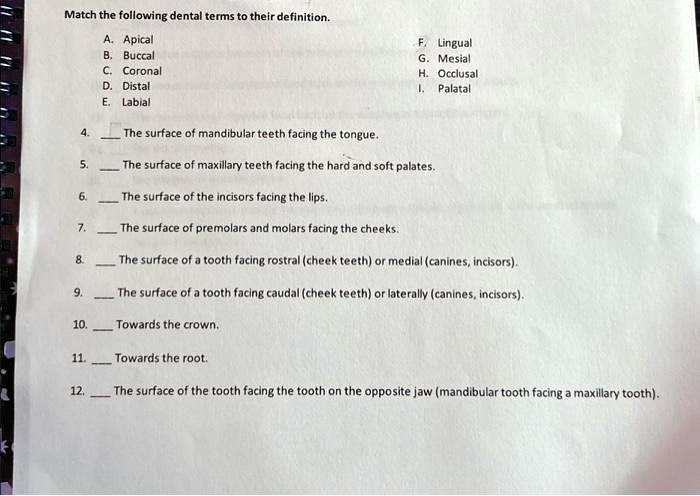 Solved: Texts: Match The Following Dental Terms To Their Definition. A 