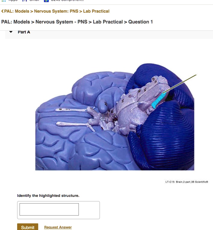 PALModels>Nervous SystemPNS>Lab Practical PALModels>Nervous System