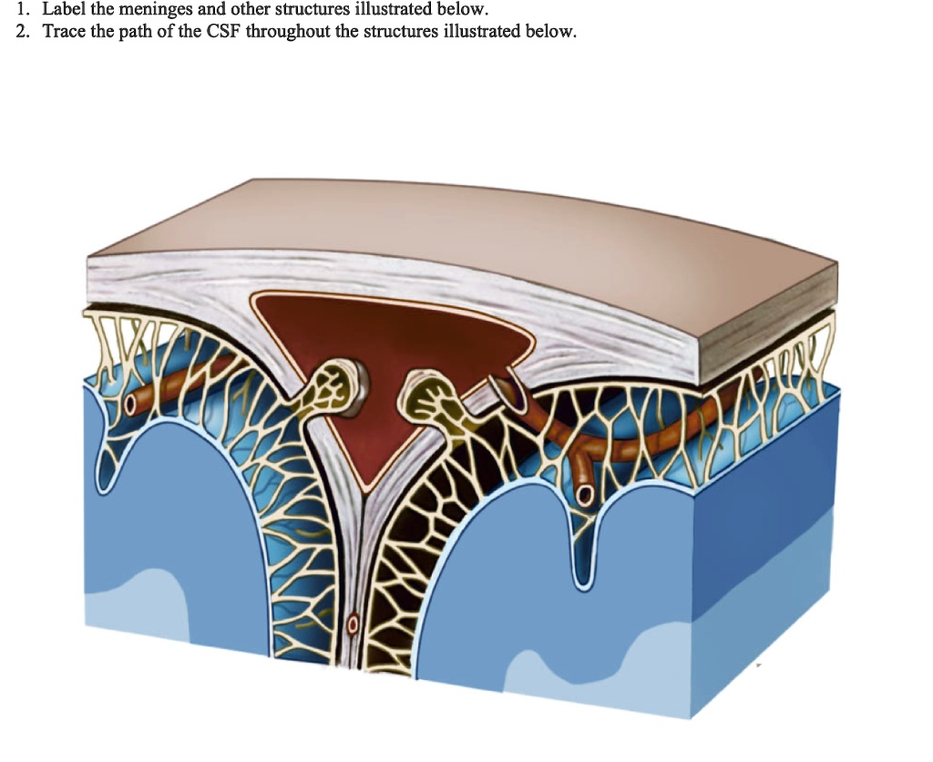 SOLVED: 1. Label the meninges and other structures illustrated below 2 ...