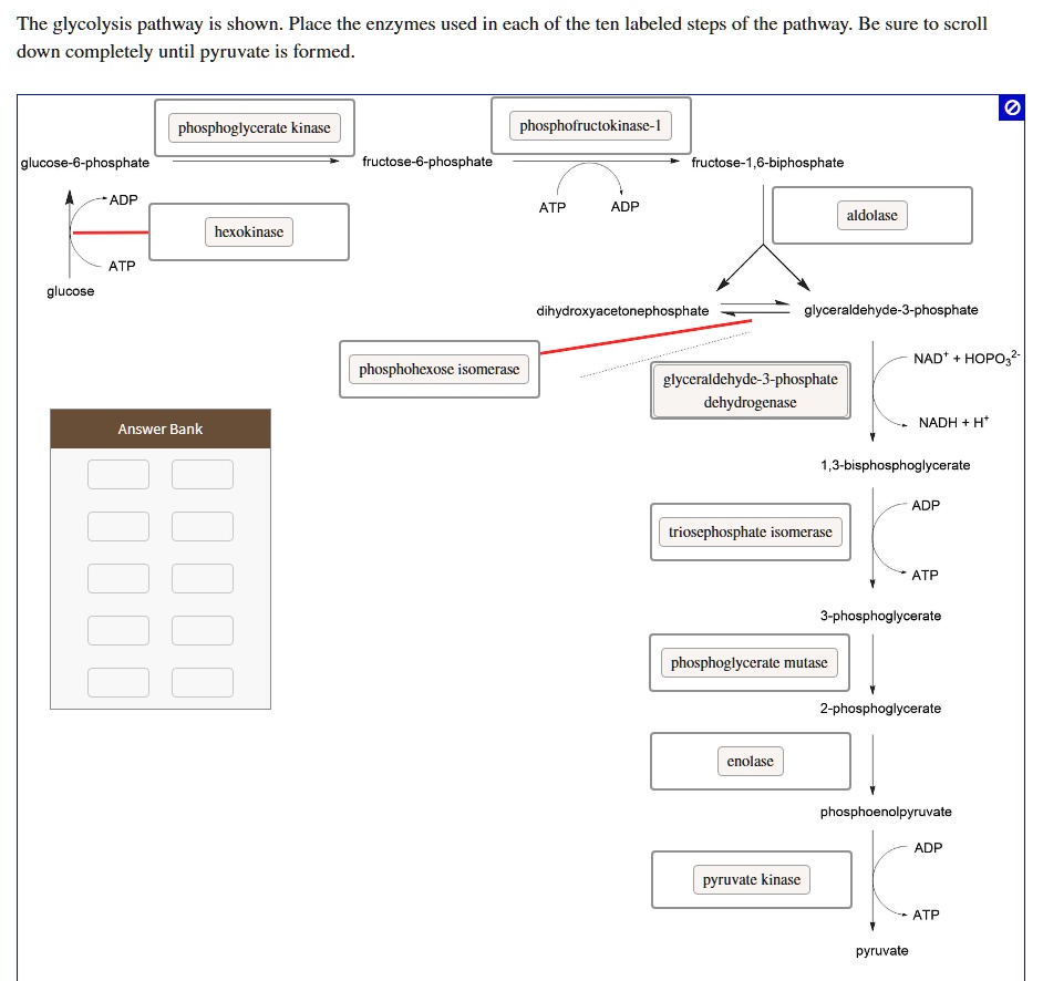 SOLVED The glycolysis pathway is shown. Place the enzymes used in each of the ten labeled steps