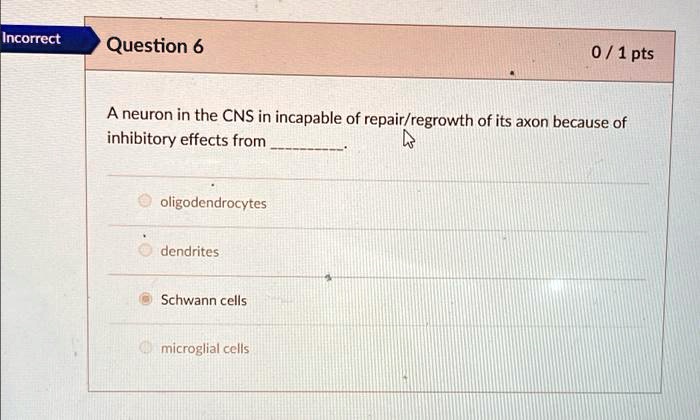 A neuron in the CNS in incapable of repair/regrowth of its axon because of inhibitory effects from .

oligodendrocytes
dendrites
Schwann cells
microglial cells